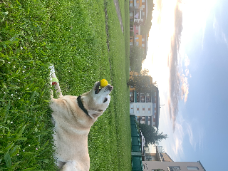 Jenko