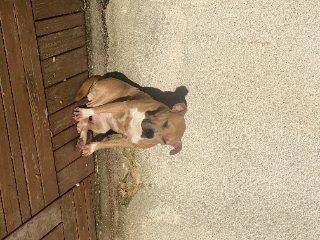 Kaden