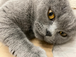 Mimi