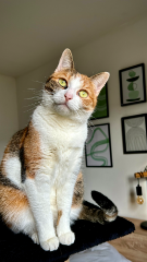 Rexie