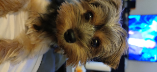 Suki