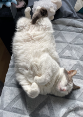 Jasmine