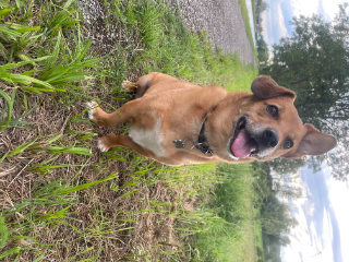 Nacho