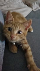 Simba