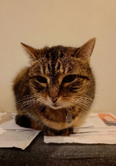 Neko