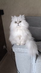 Vanille