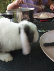 Pepita