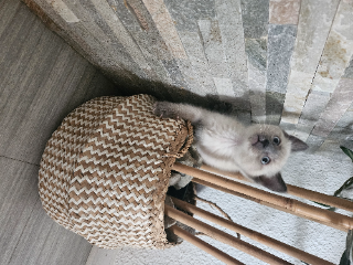 Milo