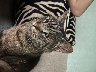 Ramses