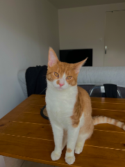 Roucky