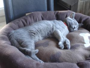 ramses
