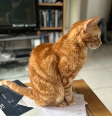 Simba