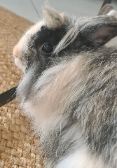Valentin