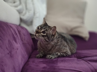 Kiko