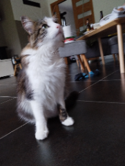 Pépite