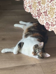 Kira