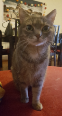 Yoda