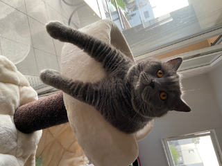 Romeo