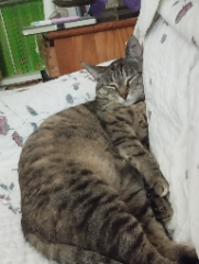 Lucy