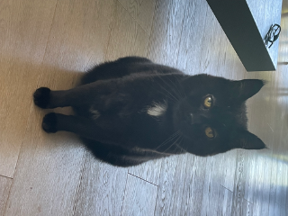 Mushu