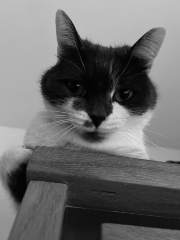 Lily