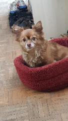 Ti choupi