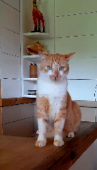 Léo