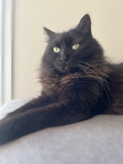 Oscar