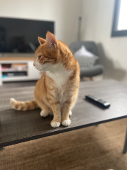 Gizmo