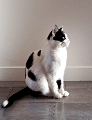 Domino