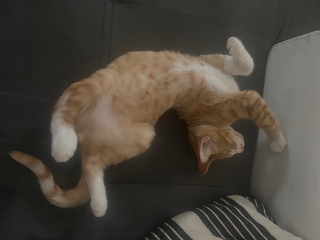 Sven