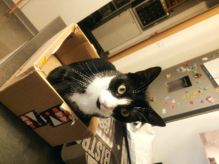 Harley