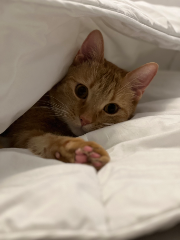 Simba