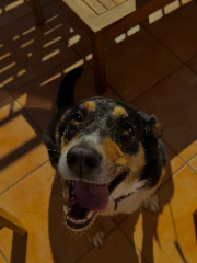 GIPSY
