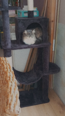 Praline