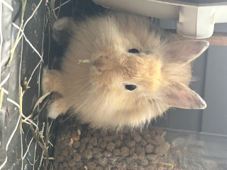 Bunny