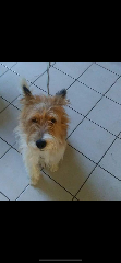 Vico