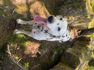 Holly