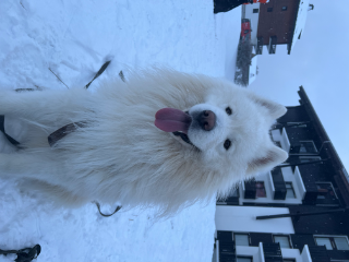 Snow
