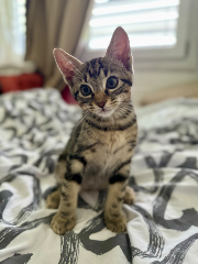 Loki