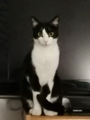 Aramis