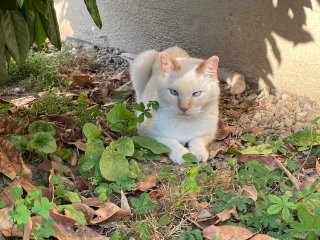 Caramel