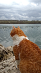 MiaouS