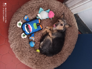 Stella