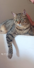 Tina