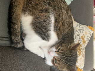 Phileas