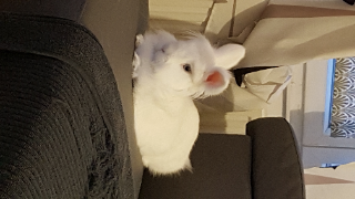Kasan