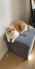 Pamina