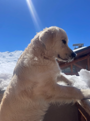 NALA