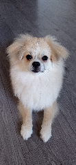 Ayko